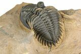 Chocolate-Brown Metacanthina Trilobite - Lghaft, Morocco #368582-4